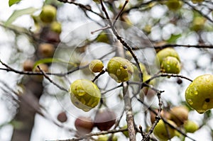 Vertical closeup shot of wet apples growing on a tree