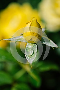 Vertical closeup shot of a wet yellow rose bud