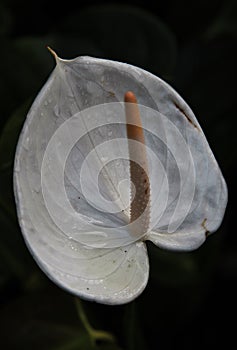 Vertical closeup shot of a white calla flower with a long yellow stamen