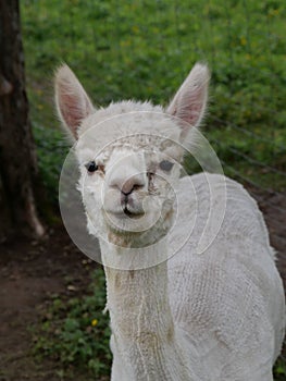 Vertical closeup shot of a white Huacaya alpaca on a grass field