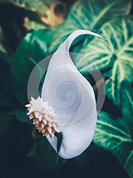 Vertical closeup shot of a white Peace lily flower with green leaves on an isolated background