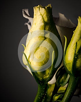 Vertical closeup shot of a white rose and two yellow buds with water drops on dark background