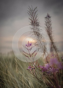 Vertical closeup shot of wild flowers in grassy field in the background of sunset