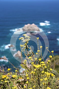 Vertical closeup shot of wild yellow flowers with the blurry sea in the background