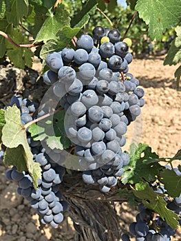 Vertical closeup shot of wine grape clusters, harvest at a winery in Temecula, California