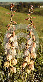 Vertical closeup shot of Yucca Mandan plant flowers growing in the field photo