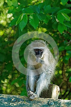 Vertical closeup of a shy Tantalus monkey, Chlorocebus tantalus sitting on a wood