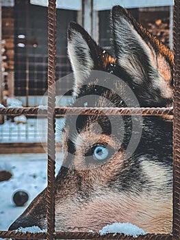 Vertical closeup of a Siberian Husky blue eye through a metal railing.