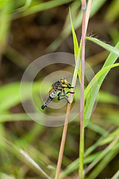 Vertical closeup of a small bee on a thin stem