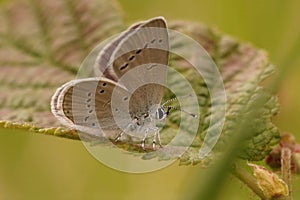 Vertical closeup on the Small blue butterfly, Cupido minimus, sitting on a leaf photo