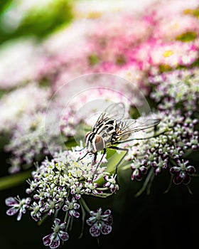 Vertical closeup of a spotted house fly, Graphomya maculata on wild Angelica flowers photo