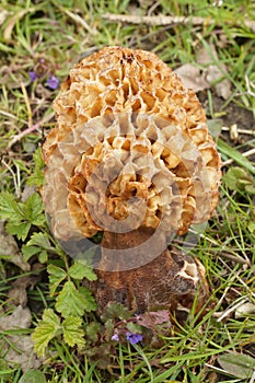 Vertical closeup on a Spounge morel mushroom , Morchella esculenta in a grassland