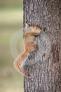 Vertical closeup of a squirrel climbing the tree trunk in Castleford photo