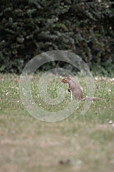Vertical closeup of a squirrel standing on a meadow in Castleford photo
