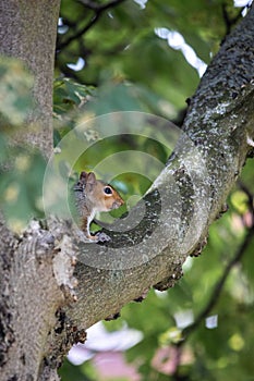Vertical closeup of a squirrel on a tree branch in Castleford photo