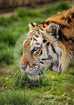 Vertical closeup of a Sumatran tiger's (Panthera tigris sumatrae) hea blurred background