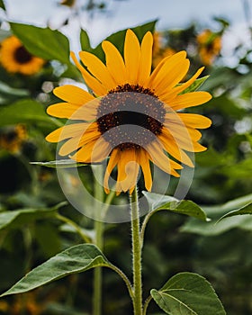 Vertical closeup of sunlit sunflower against field of sunflowers, blurred background