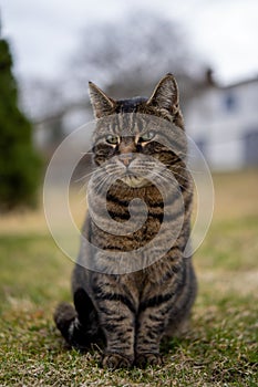 Vertical closeup of a Tabby cat sitting on the yellowing grass with blurred background