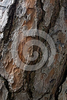 Vertical closeup of the tree bark textur