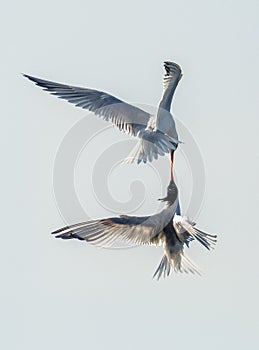 Vertical closeup of two common terns in the air touching beaks.