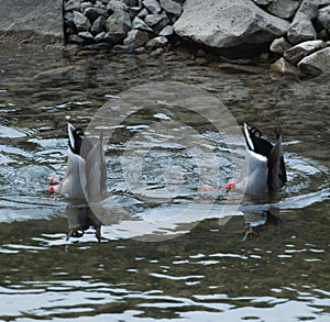 Vertical closeup of two diving mallards.