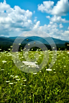 Vertical closeup of an Umbel wildflower in Cades Cove in Great Smoky Mountains National Park