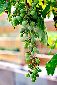 Vertical closeup of an unripe green bunch of  grapes on a vine