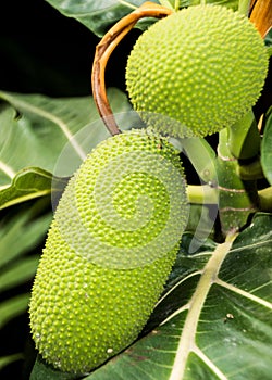 Vertical closeup of unripe jackfruit. Artocarpus heterophyllus.