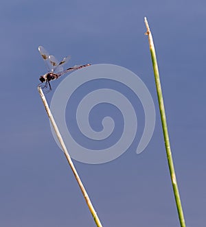 Vertical closeup of a vagrant darter on a plant