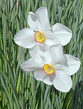 vertical closeup view of two Daffodils in Spring bloom