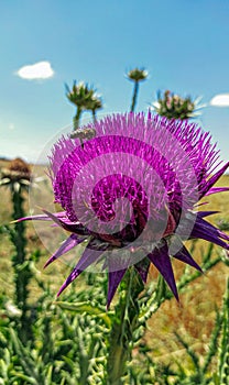 Vertical closeup of a violet milk thistle, yellowing grass and blue sky background