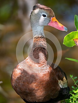 Vertical closeup of a whistling duck, Dendrocygninae captured under a glimpse of sunshine