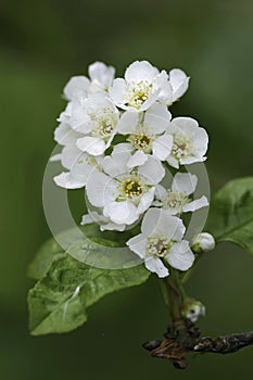 Vertical closeup on the white blossoming hagberry, Prunus padus photo