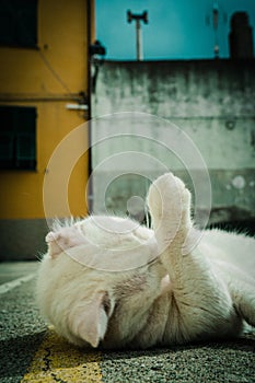 Vertical closeup of a white cat lying on the ground and licking its paw under the sunlight