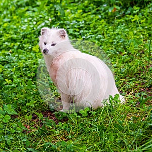 Vertical closeup of a white common raccoon dog, Nyctereutes procyonoides.