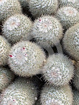 Vertical closeup of white owl-eye cactuses