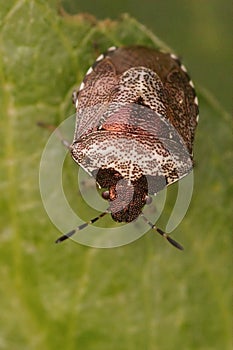 Vertical closeup on a Woundwort Shieldbug, Eysarcoris venustissimus, sitting on a green leaf