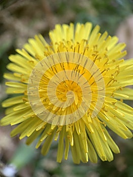 Vertical closeup of a yellow common dandelion flower, Taraxacum officinale