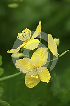 Vertical closeup on the yellow flower of the European Greater celandine or swallowwort wildflower, Chelidonium majus