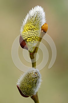 Vertical closeup on the yellow Goat willow, Salix caprea catkin in the early spring