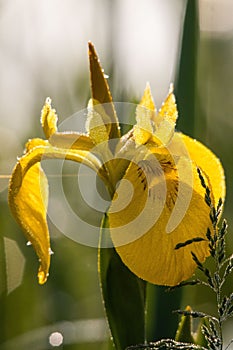 Vertical closeup of yellow iris flower (Iris pseudacorus) covered with frost, growing in sunlight