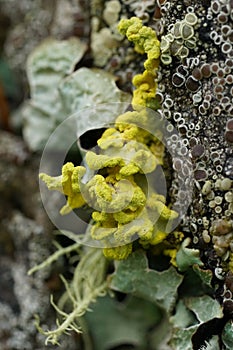 Vertical closeup on a yellow lichen, Vulpicida pinastri