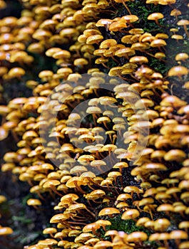 Vertical closeup of yellow small mushrooms on the bark. Xeromphalina campanella. photo