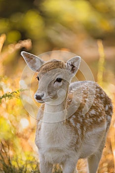 Vertical closeup of a young fallow deer, Dama dama.
