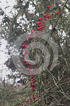 Vertical closeyp of amll red peaky fruit on a bush photo