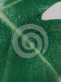 Vertical closuep shot of waterdrops on green leaves