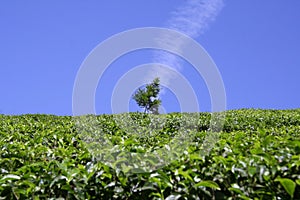 Vertical cloud above tree in tea plantation