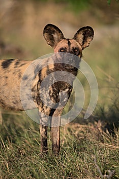 A vertical, colour photograph of an African wild dog, Lycaon pic