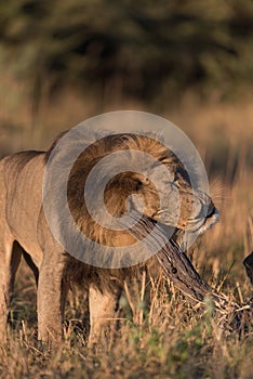 A vertical, colour photograph of a male lion, Panthera leo, scratching in golden side light in Savute, Botswana.
