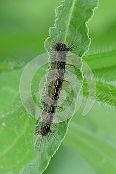 Vertical of a Common Buckeye Caterpillar, Junonia coenia